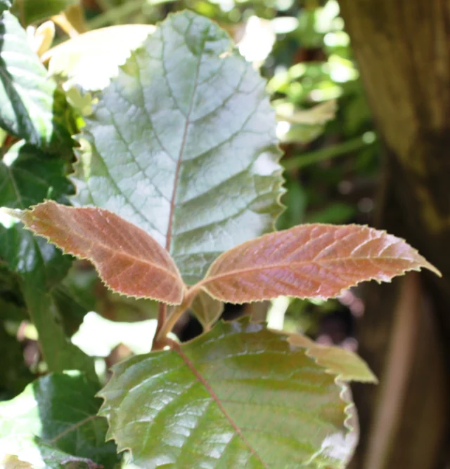 Same photograph cropped to remove the bottom corner and part of the leaf