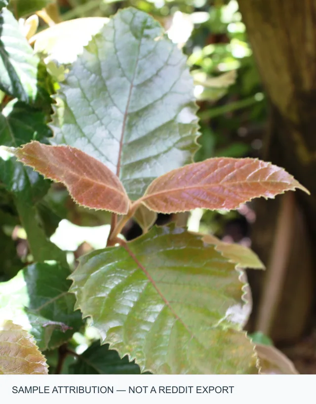 Foliage photo with a separate appended attribution strip below it