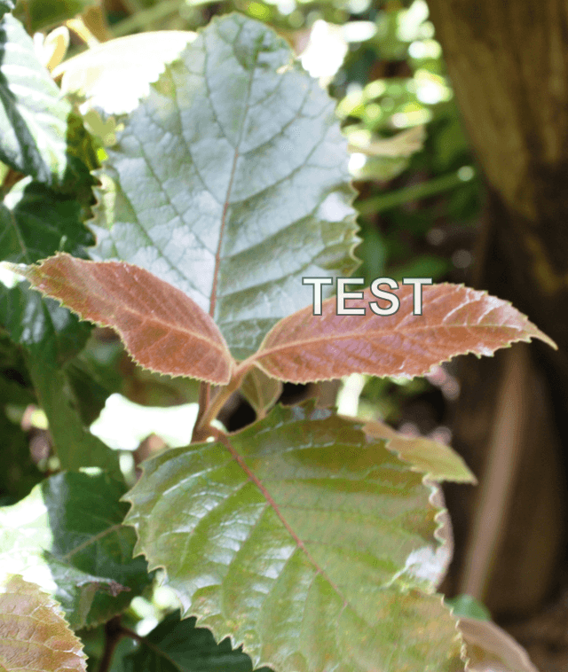 Real foliage photo with an added TEST mark crossing a leaf boundary