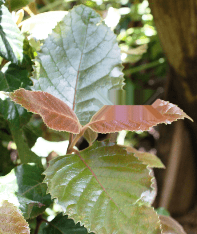 Actual Cleanmark PNG result with TEST letters removed and a visibly smeared leaf boundary